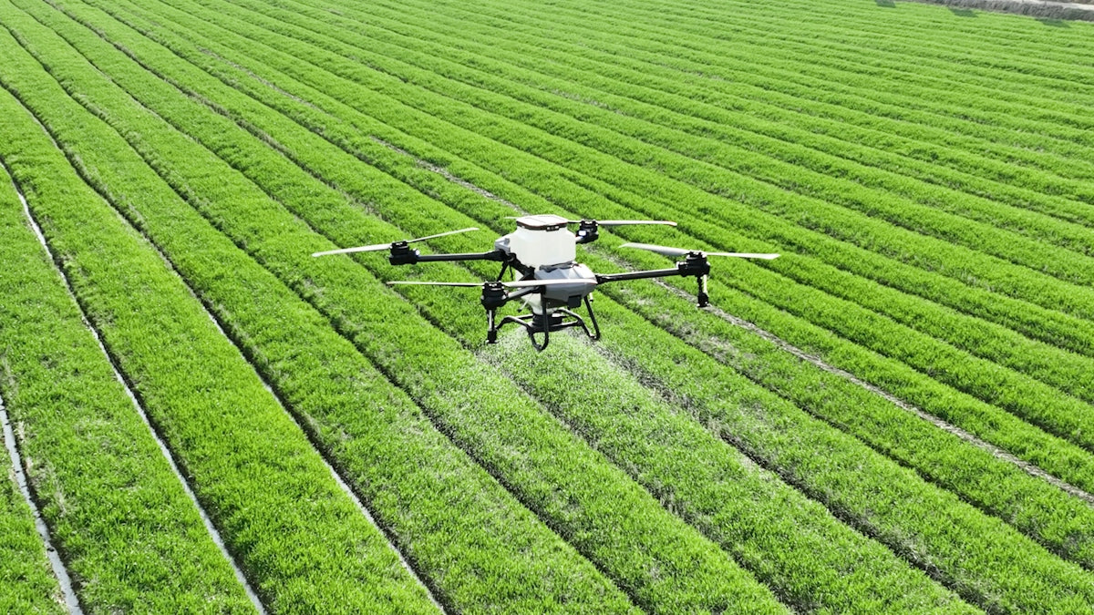 A drone spraying a green field of crops in rows